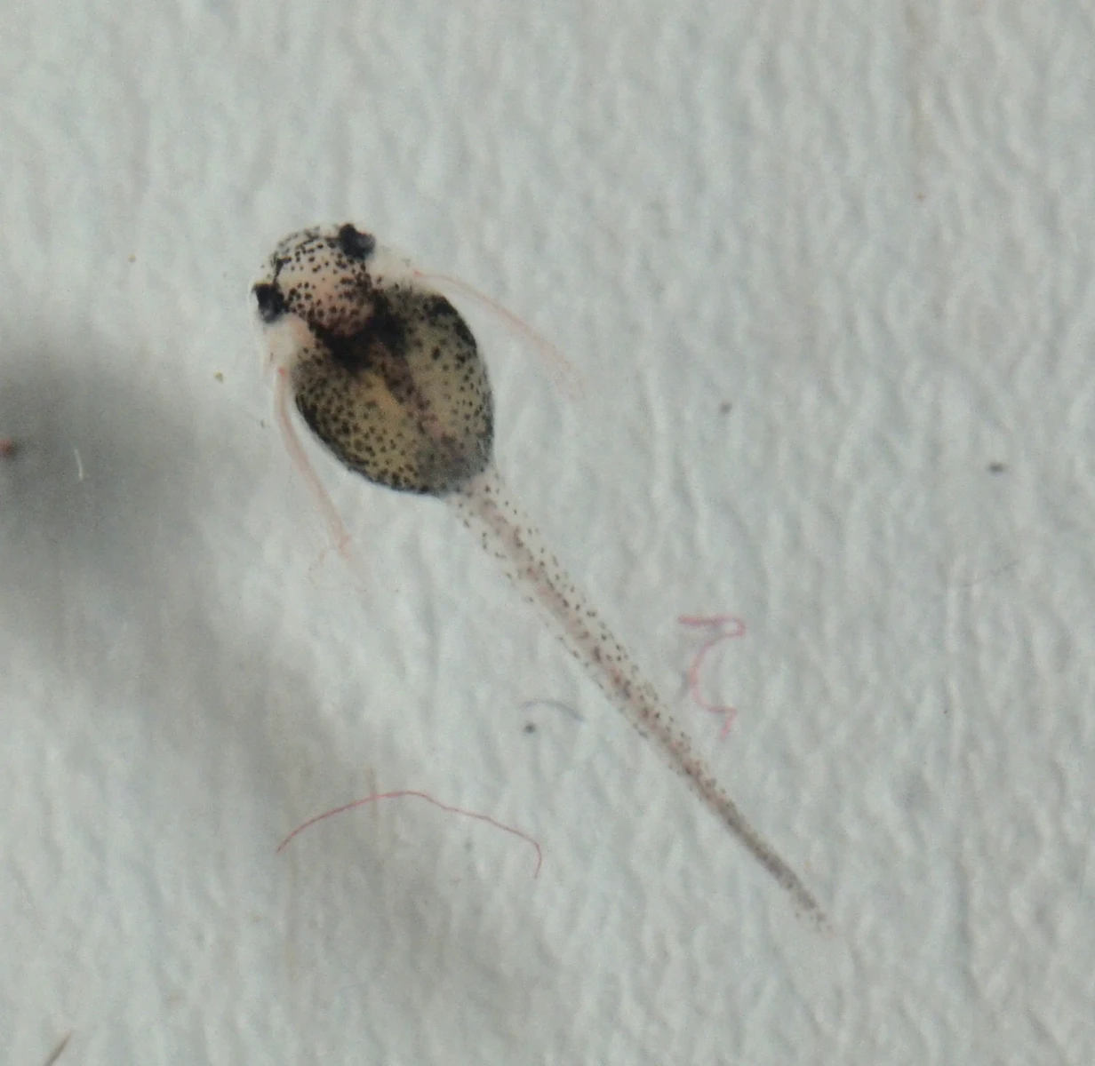 Corydoras-Panda 06