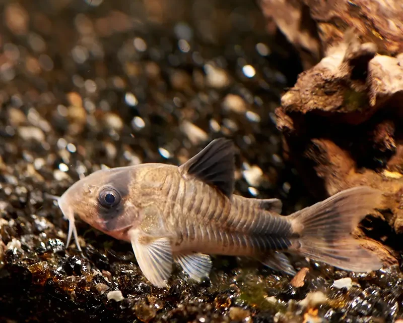 Corydoras-Panda 07