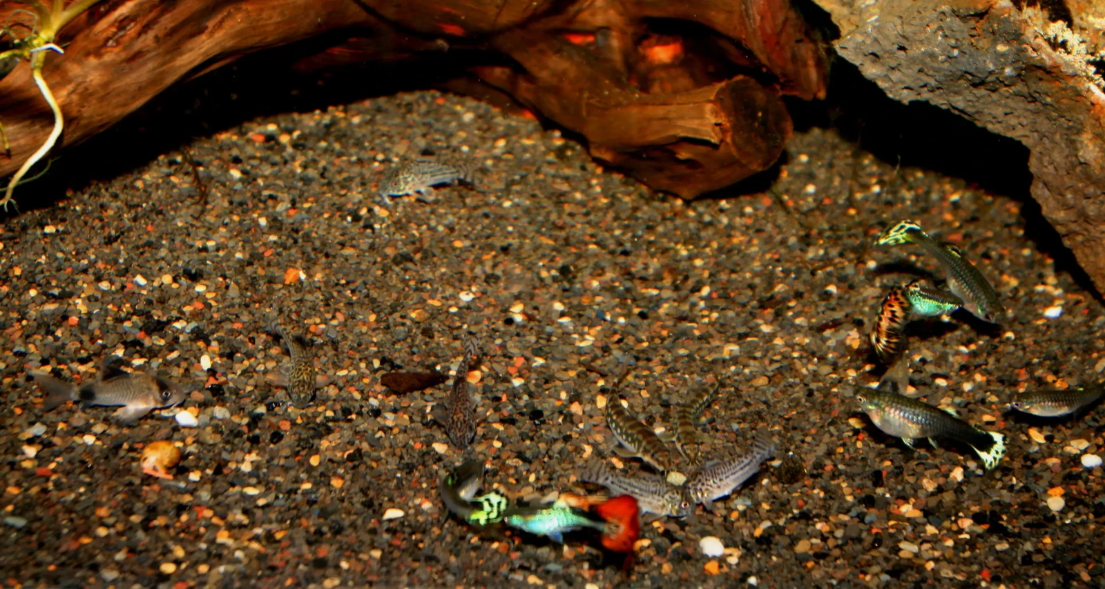 Corydoras-Panda 08
