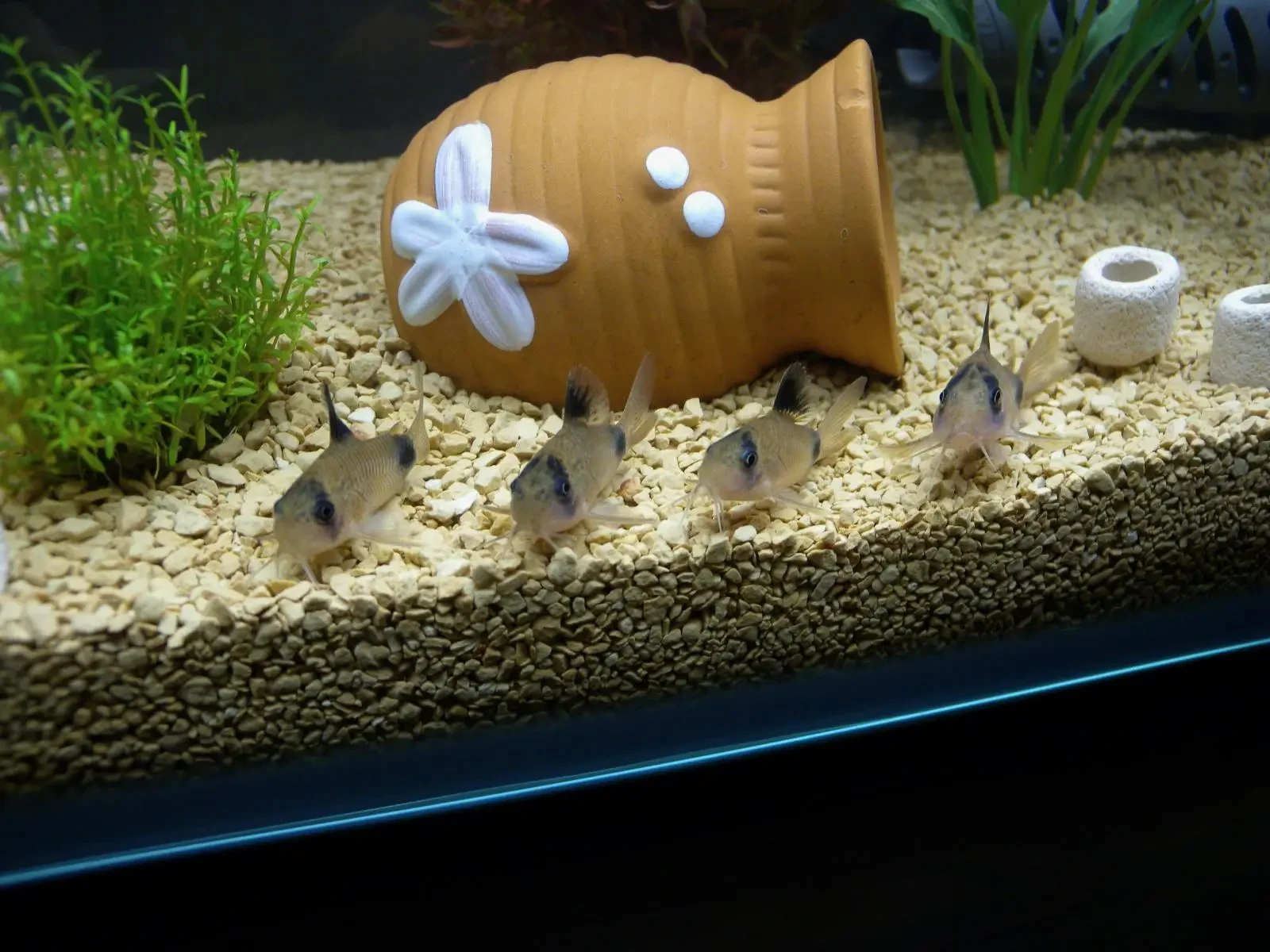 Corydoras-Panda 09