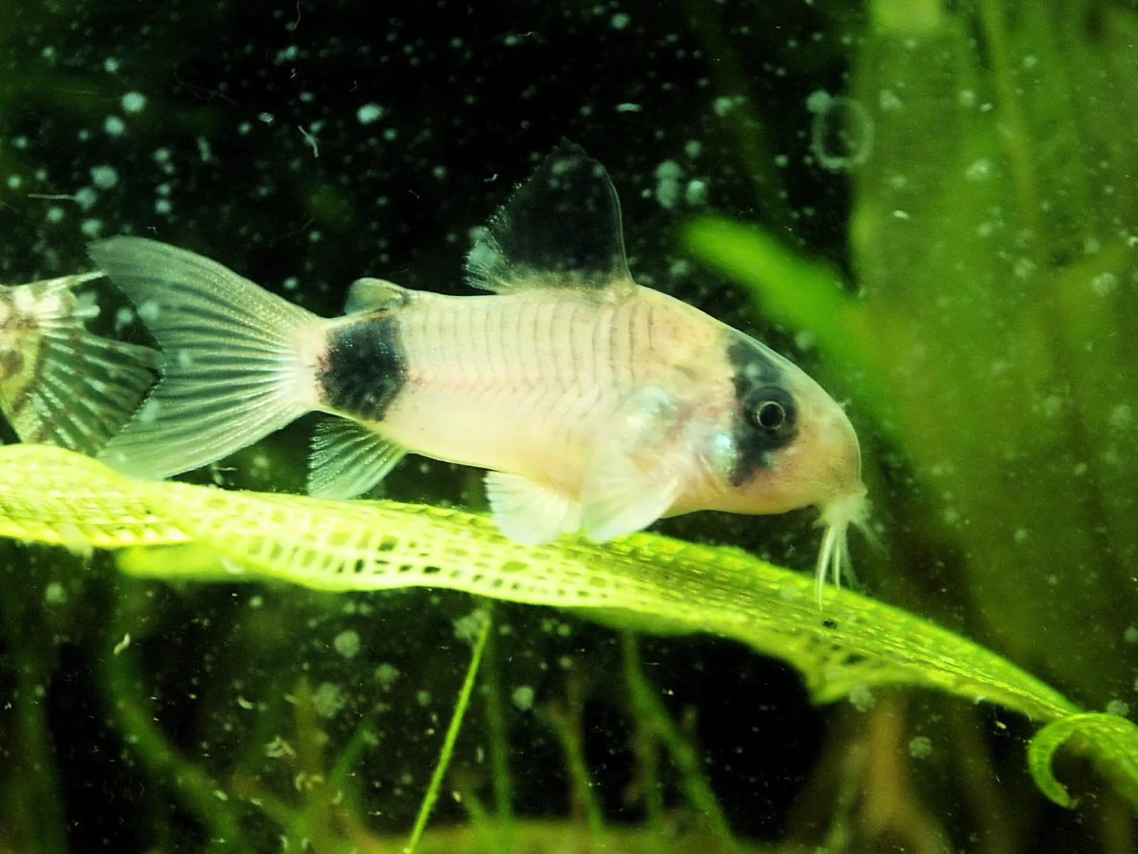 Corydoras-Panda 10