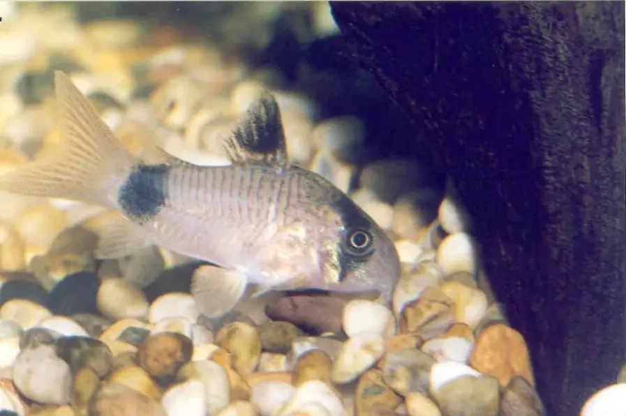 Corydoras-Panda 11