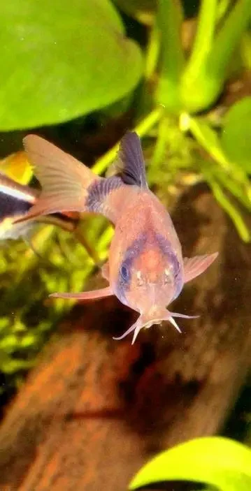 Corydoras-Panda 12