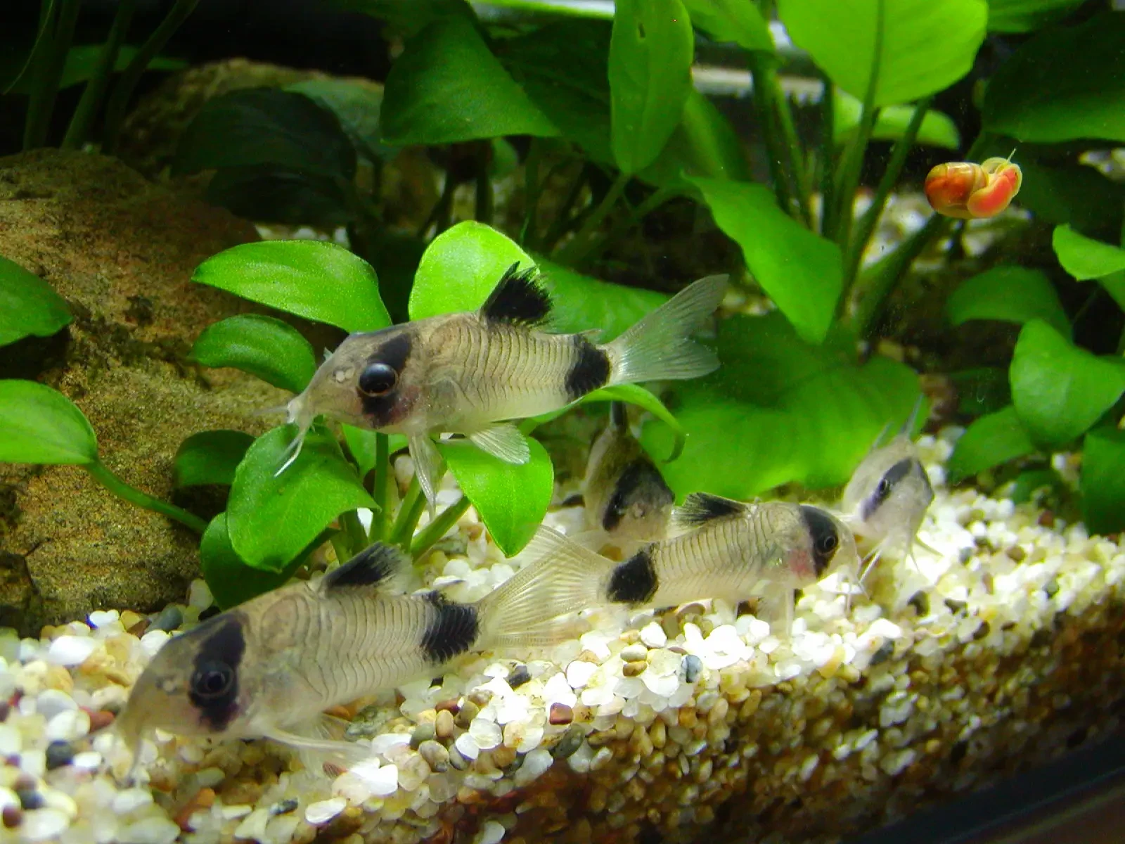 Corydoras-Panda 13