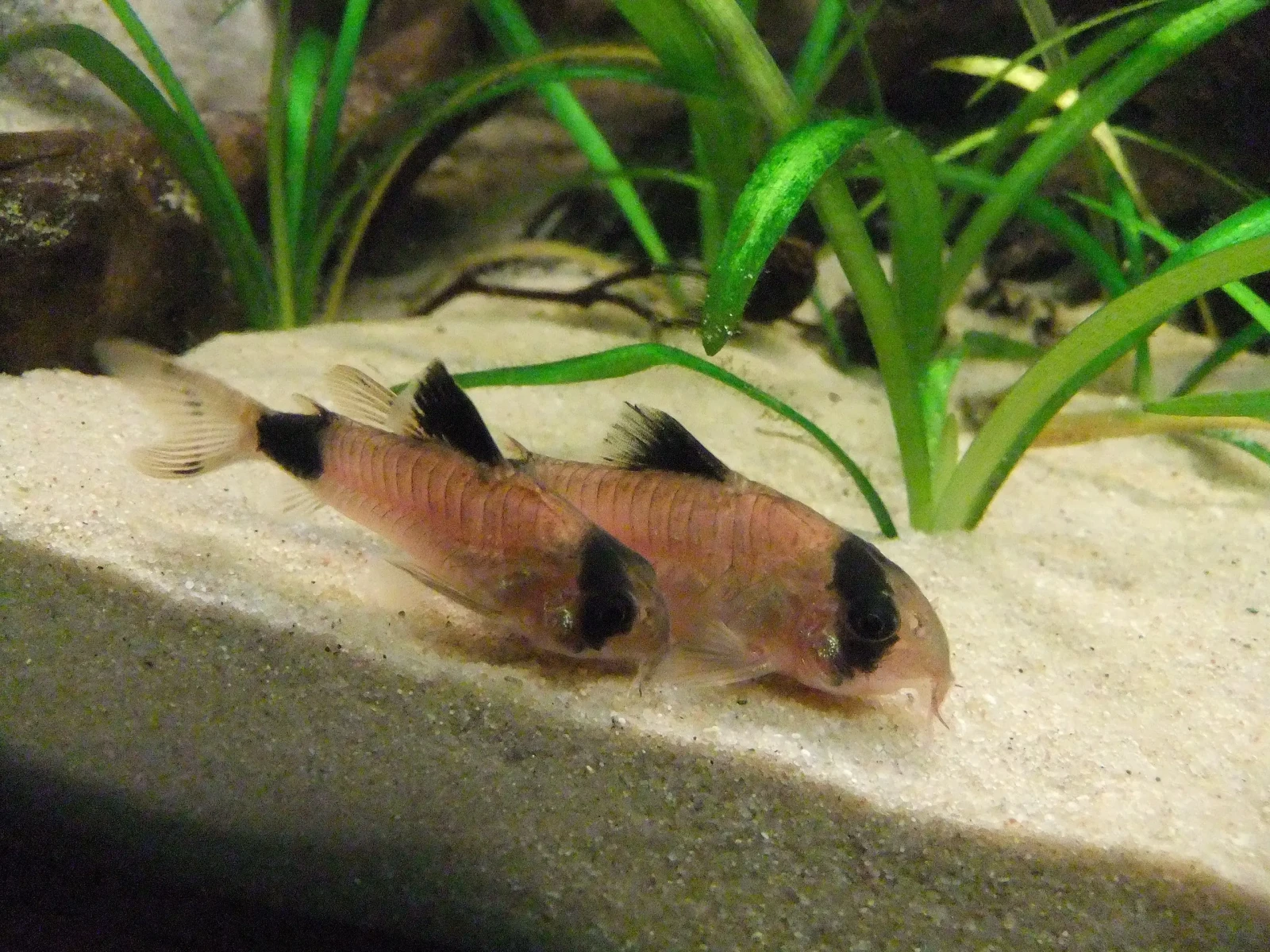 Corydoras-Panda 14