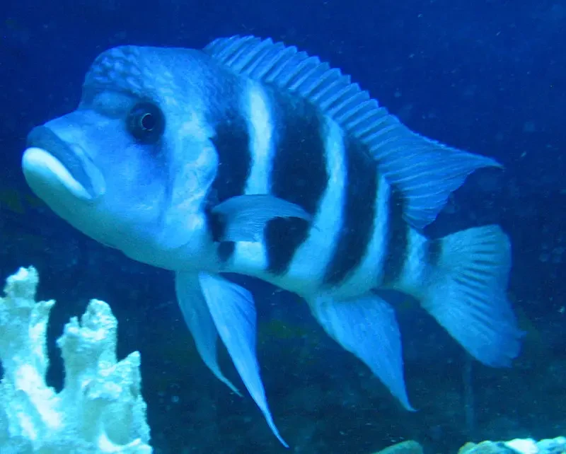 Cyphotilapia-Frontosa 02