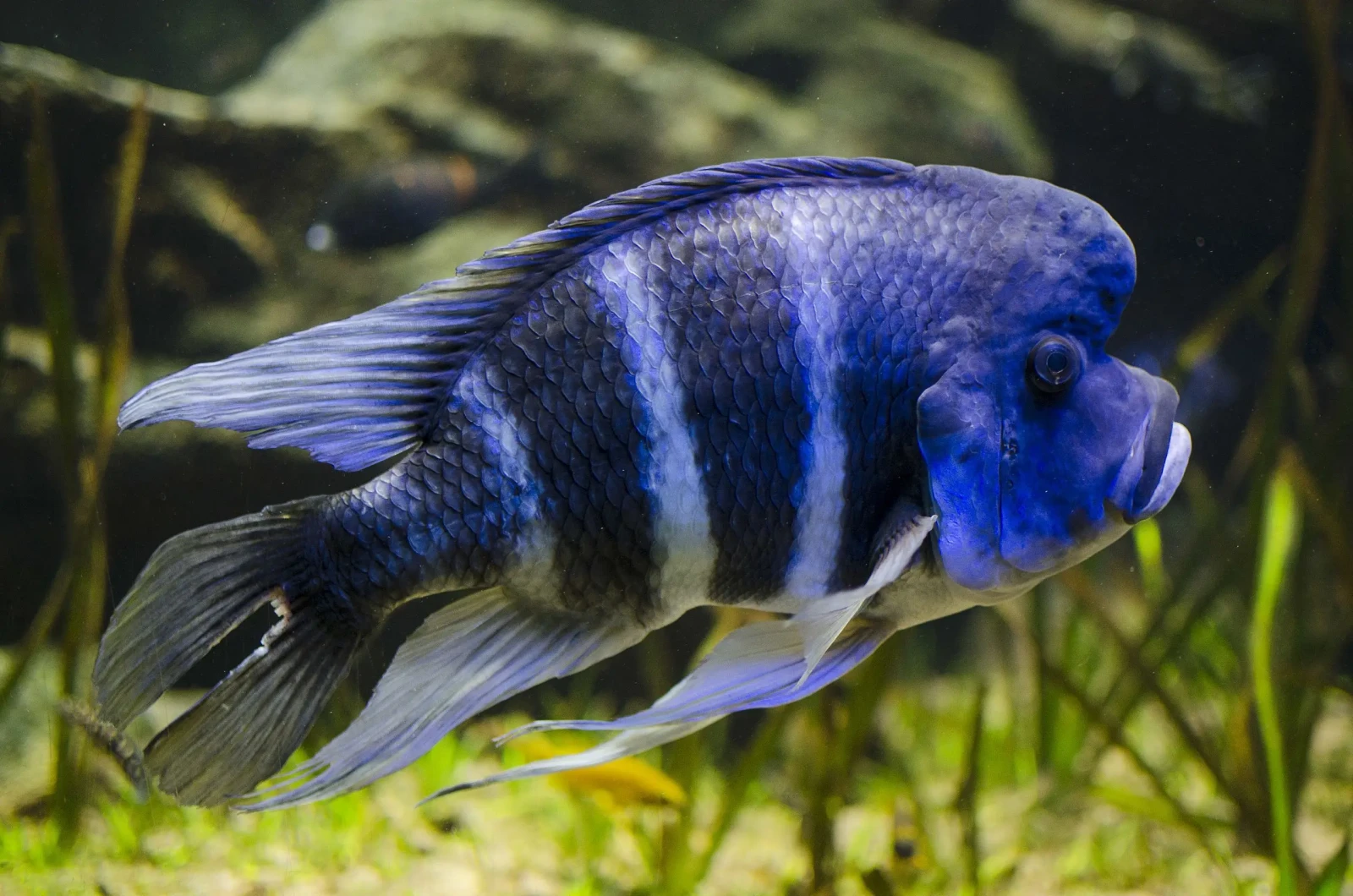 Cyphotilapia-Frontosa 03