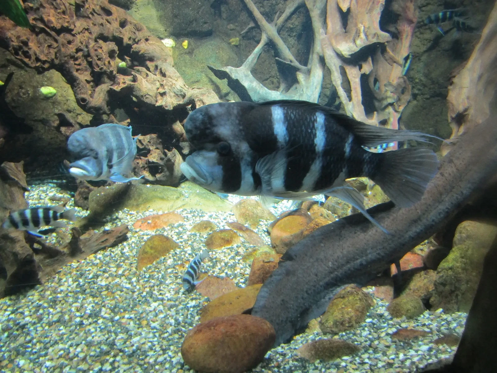 Cyphotilapia-Frontosa 04