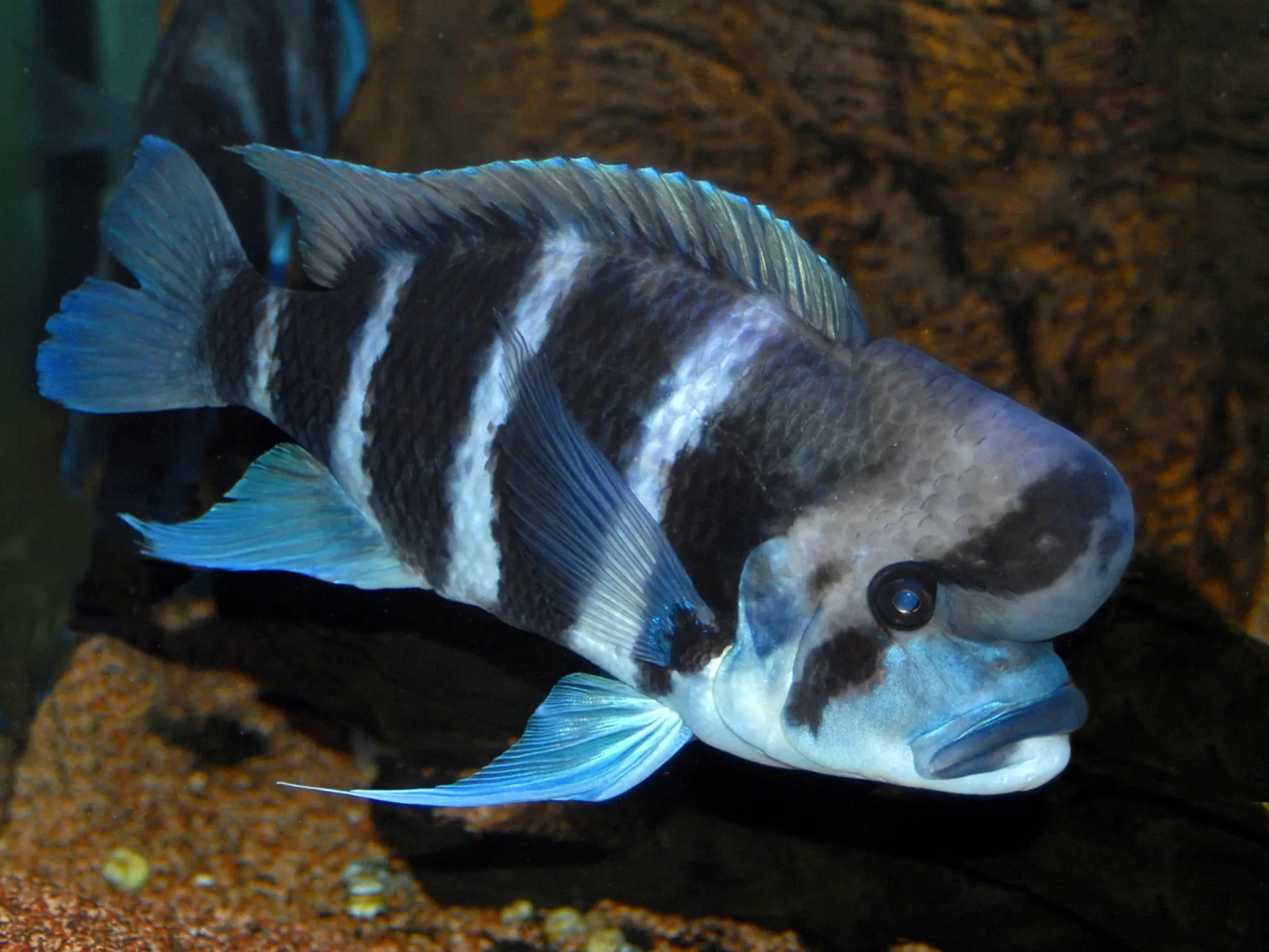 Cyphotilapia-Frontosa 05
