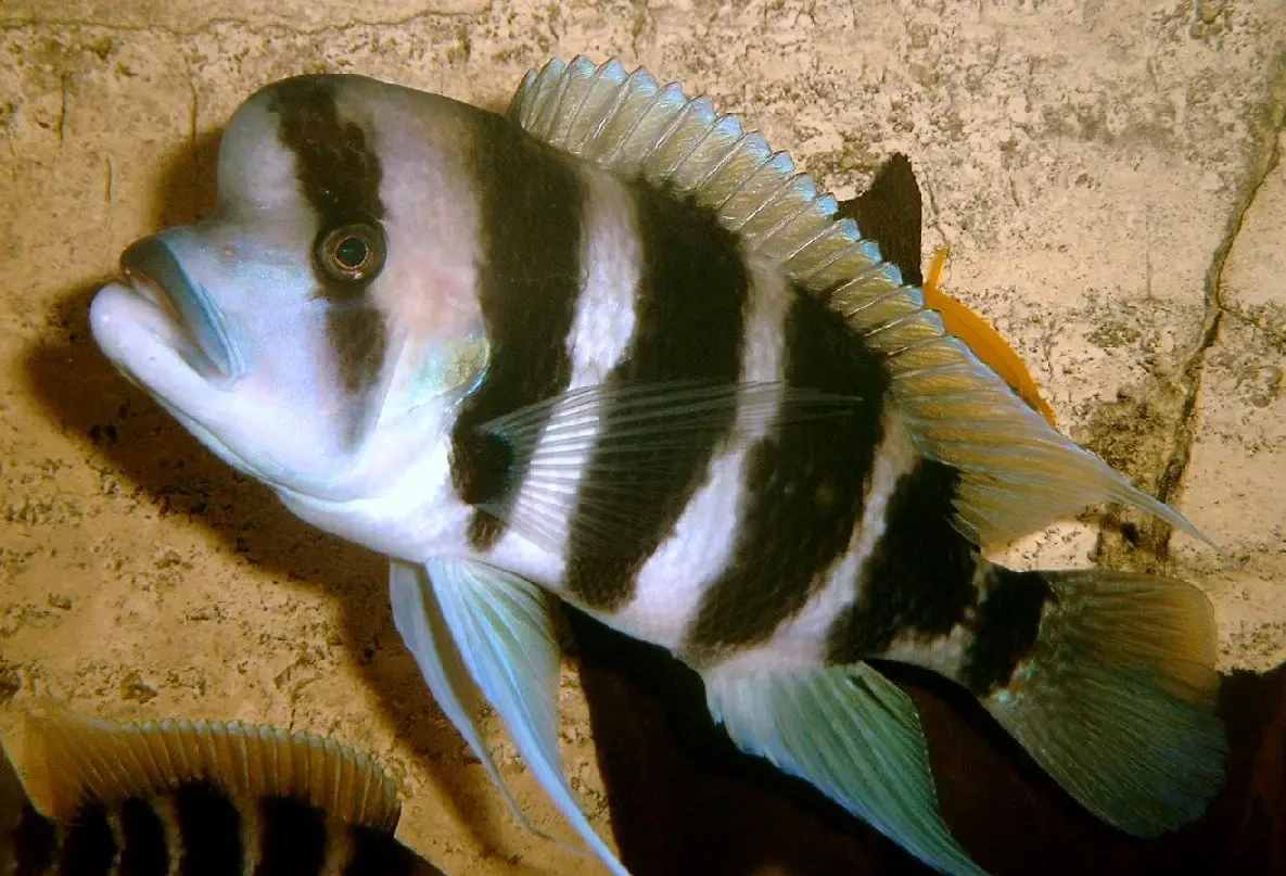 Cyphotilapia-Frontosa 06