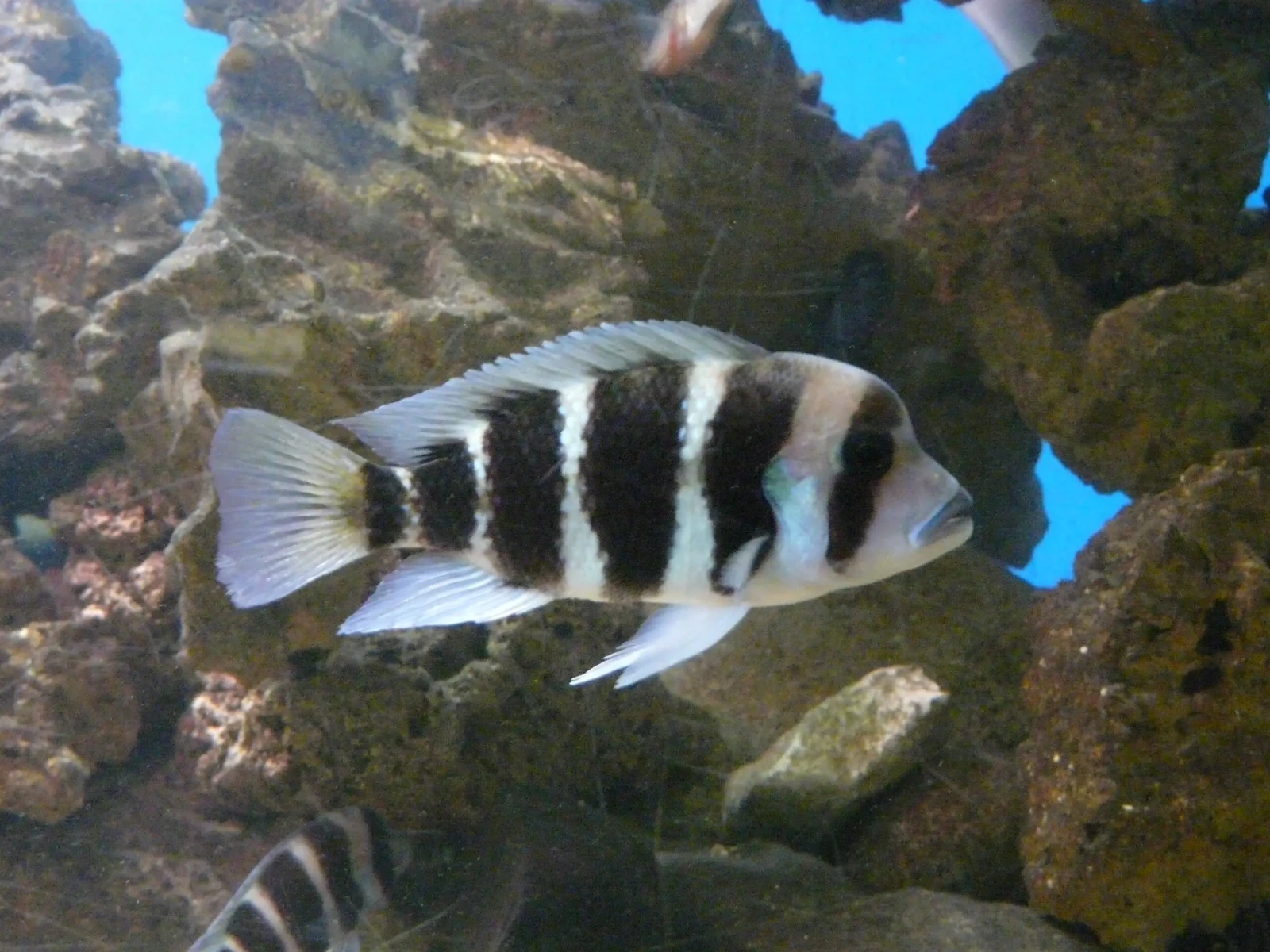 Cyphotilapia-Frontosa 07