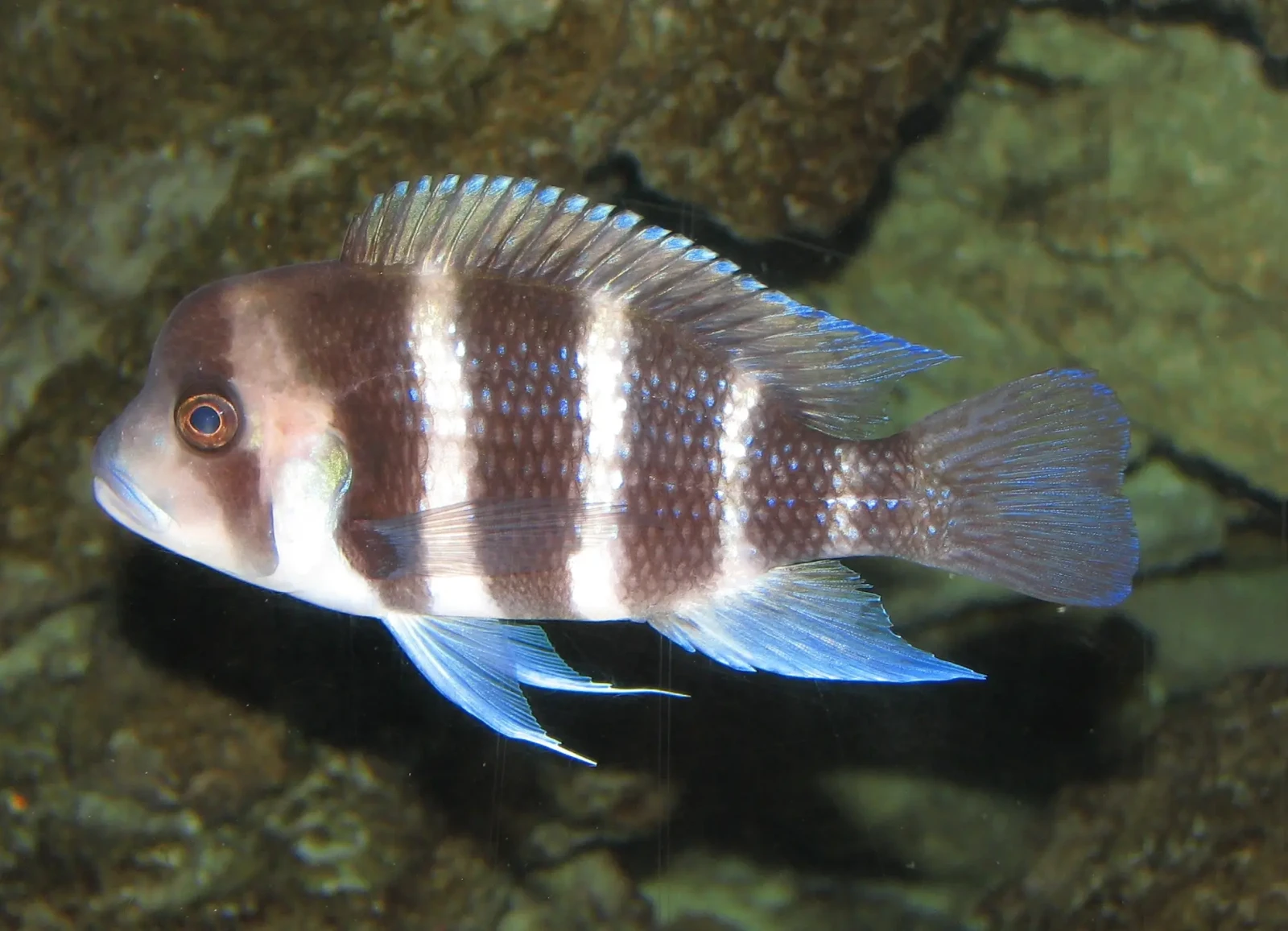 Cyphotilapia-Frontosa 08