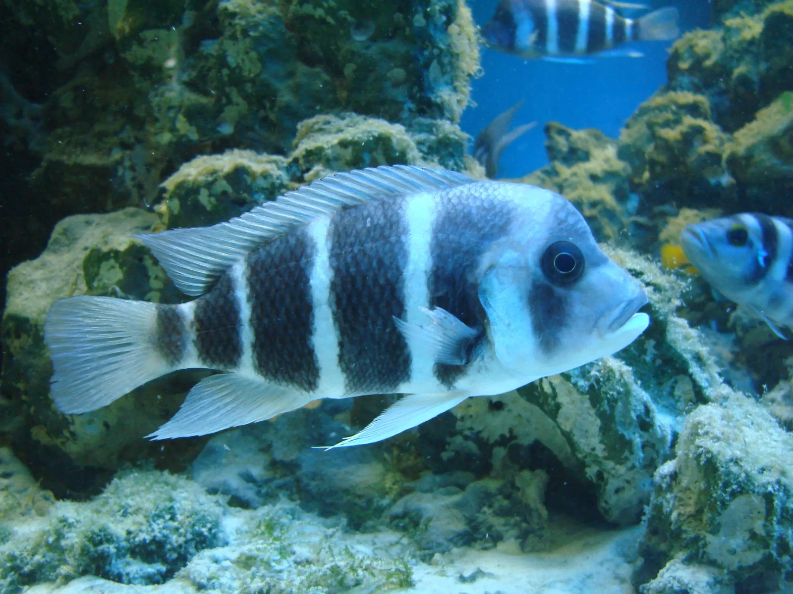 Cyphotilapia-Frontosa 09