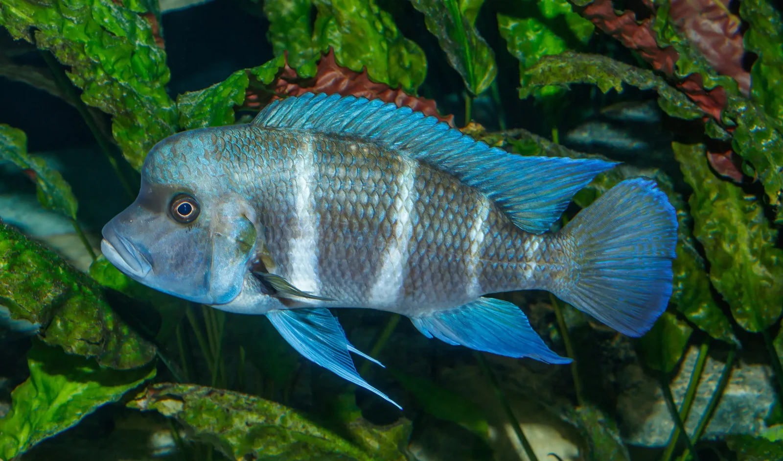 Cyphotilapia-Frontosa 10
