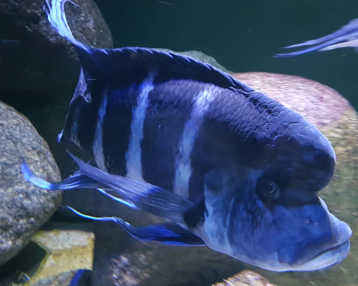Cyphotilapia-Frontosa 11