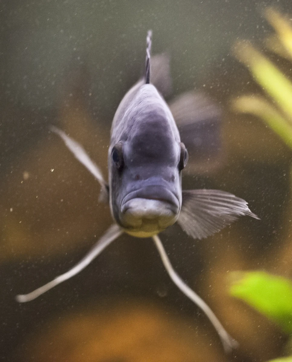 Cyphotilapia-Frontosa 12
