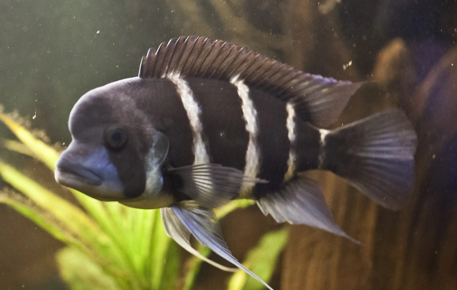 Cyphotilapia-Frontosa 13