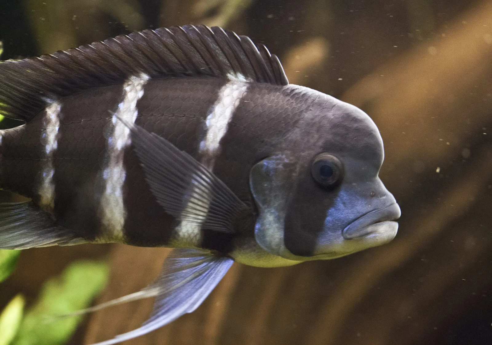 Cyphotilapia-Frontosa 14