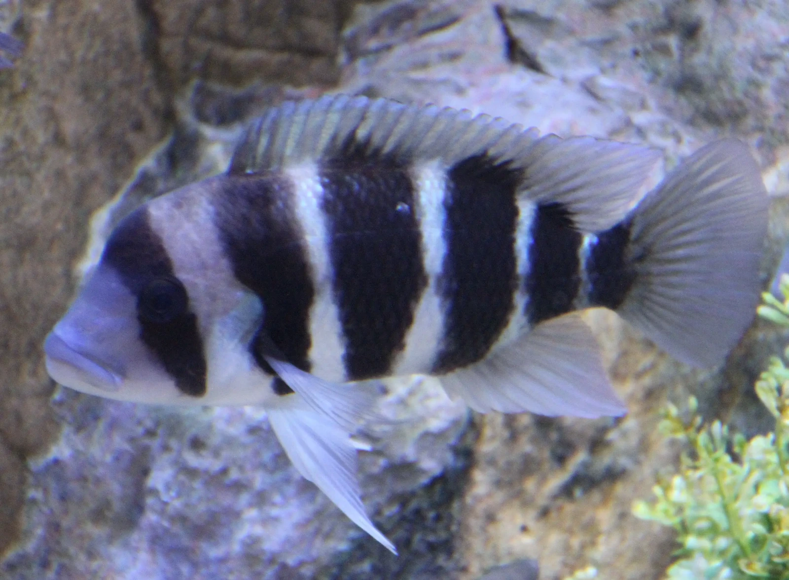 Cyphotilapia-Frontosa 15