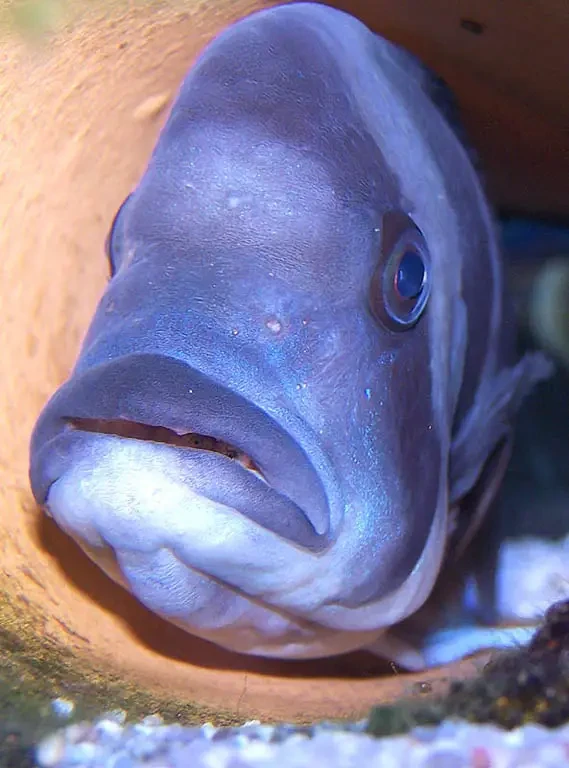 Cyphotilapia-Frontosa 16