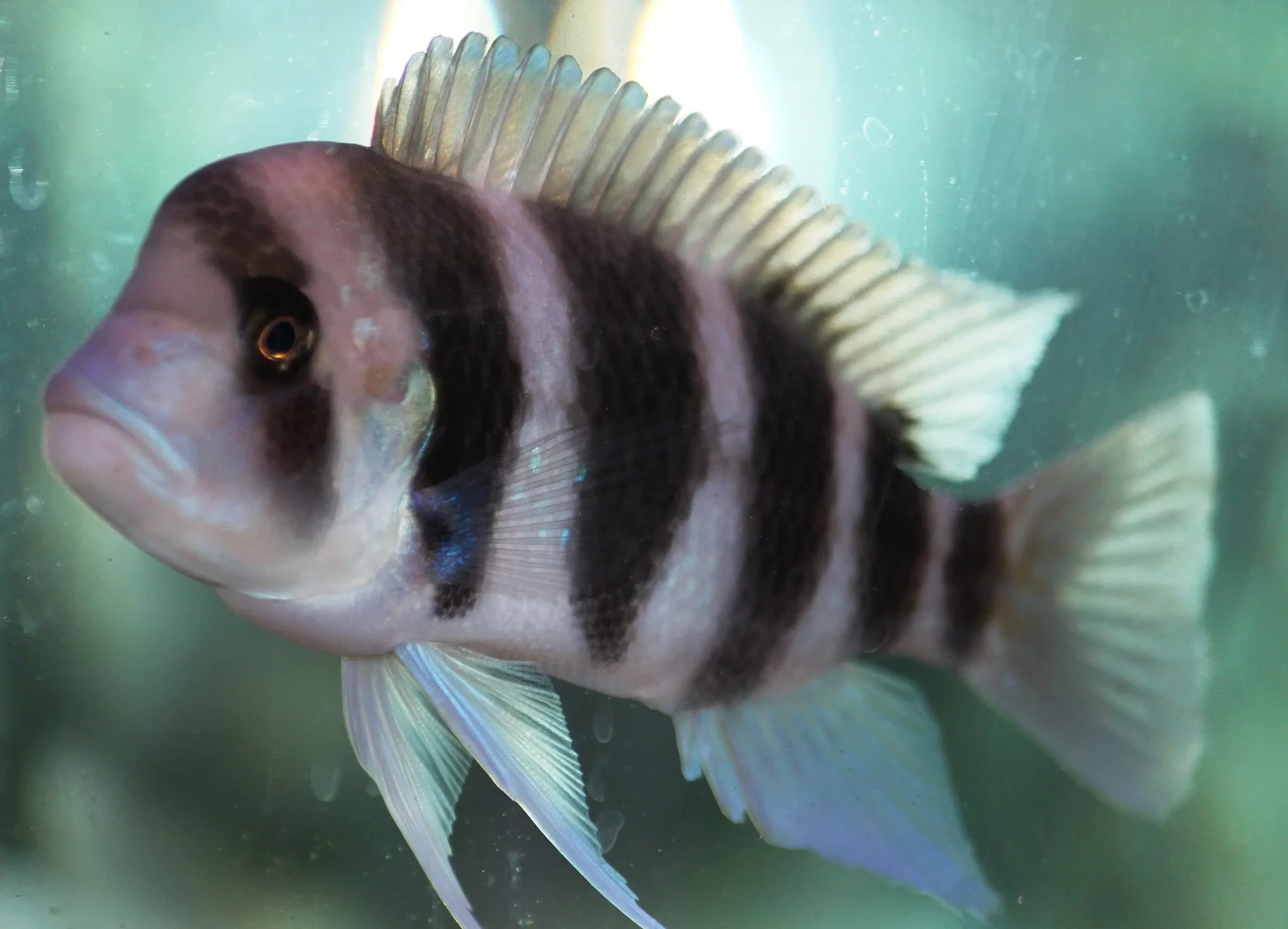 Cyphotilapia-Frontosa 17