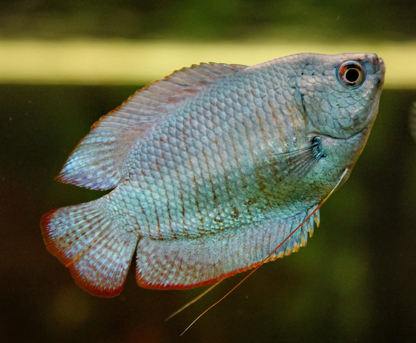 Gourami nain