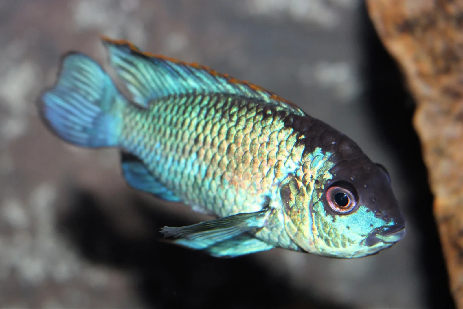 Gourami nain