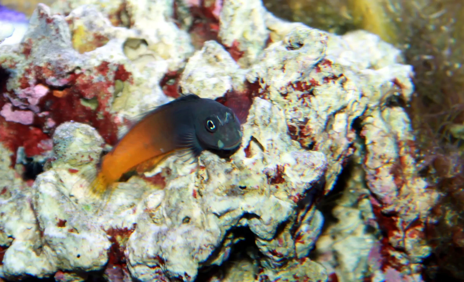 Blennie bicolore