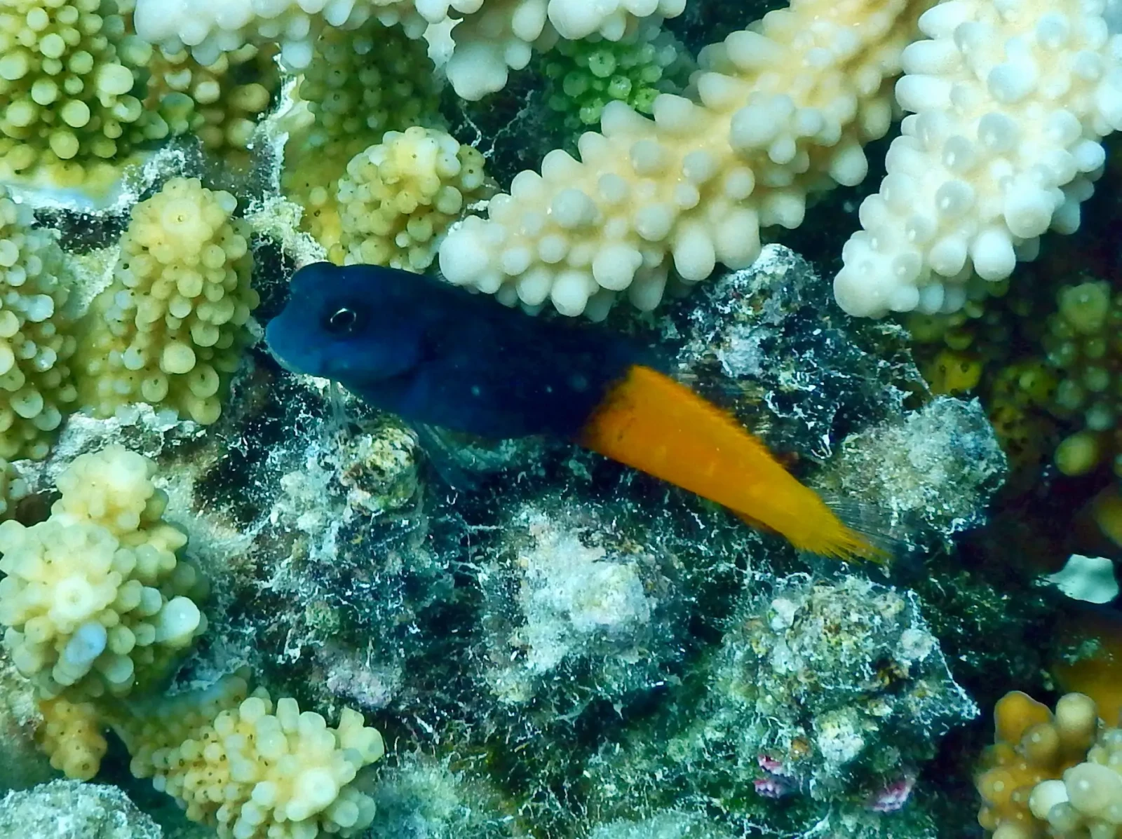 Blennie bicolore