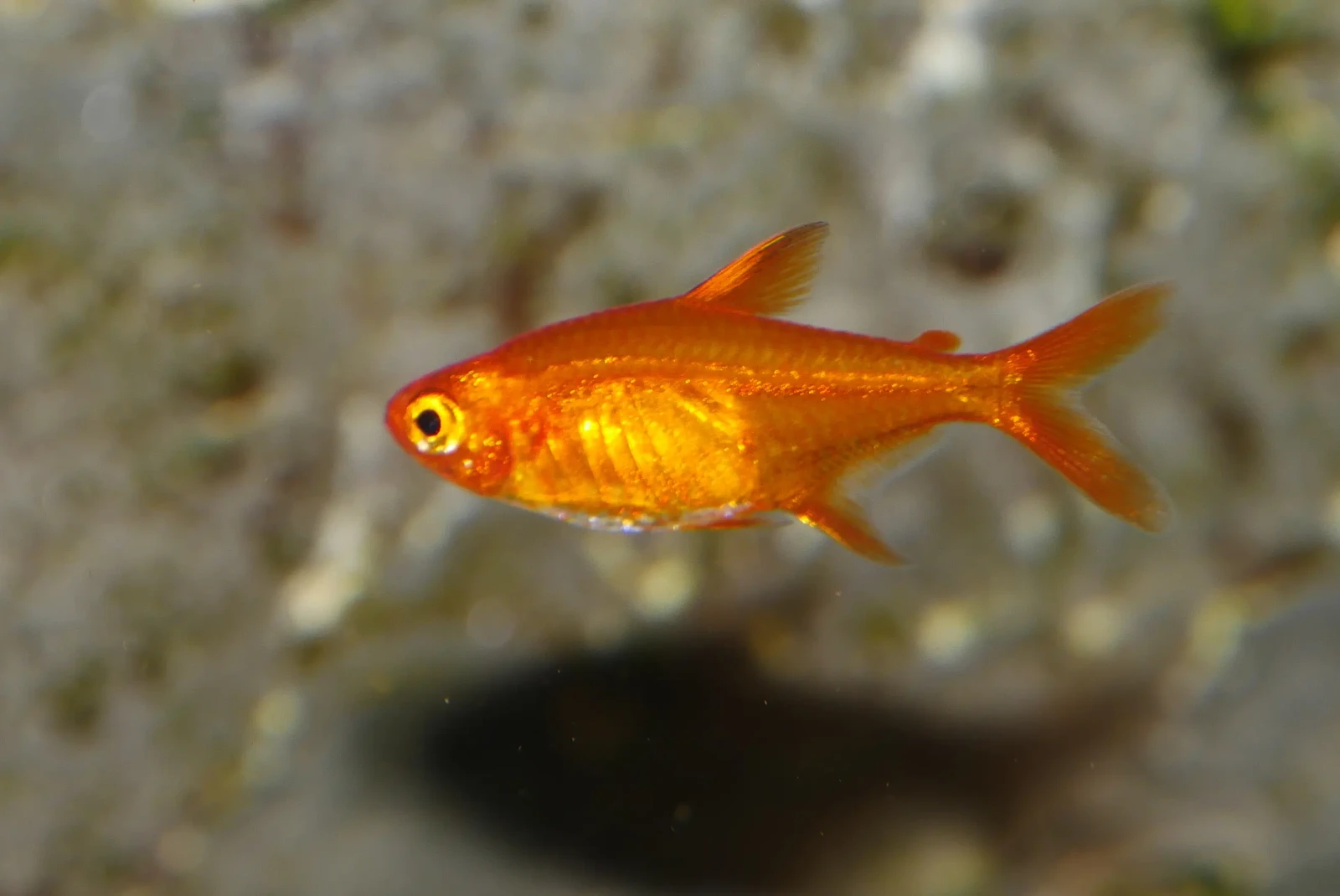 Ember-Tetra 03
