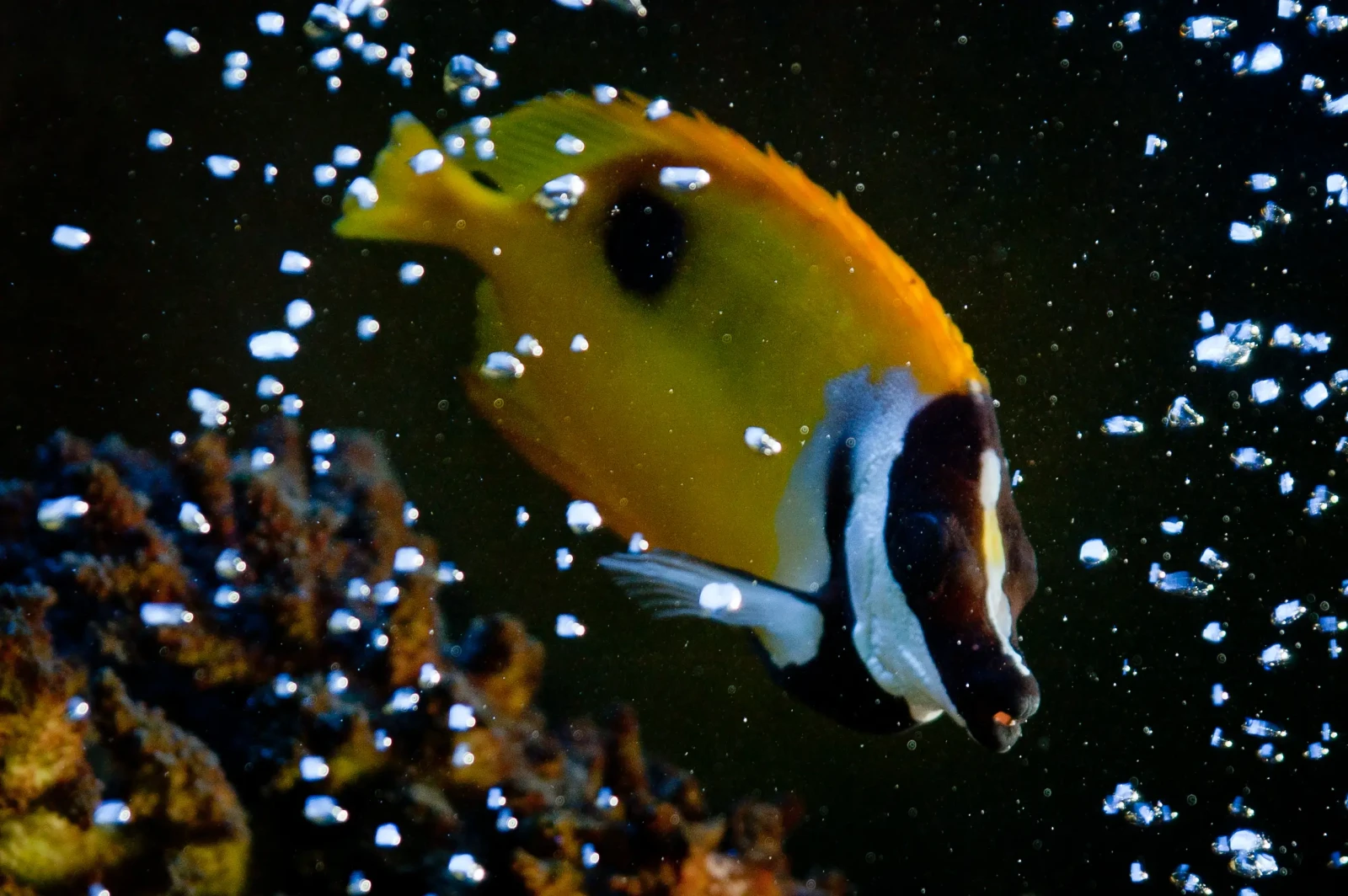 Foxface-Rabbitfish 02
