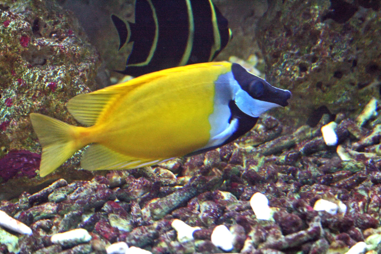Foxface-Rabbitfish 03