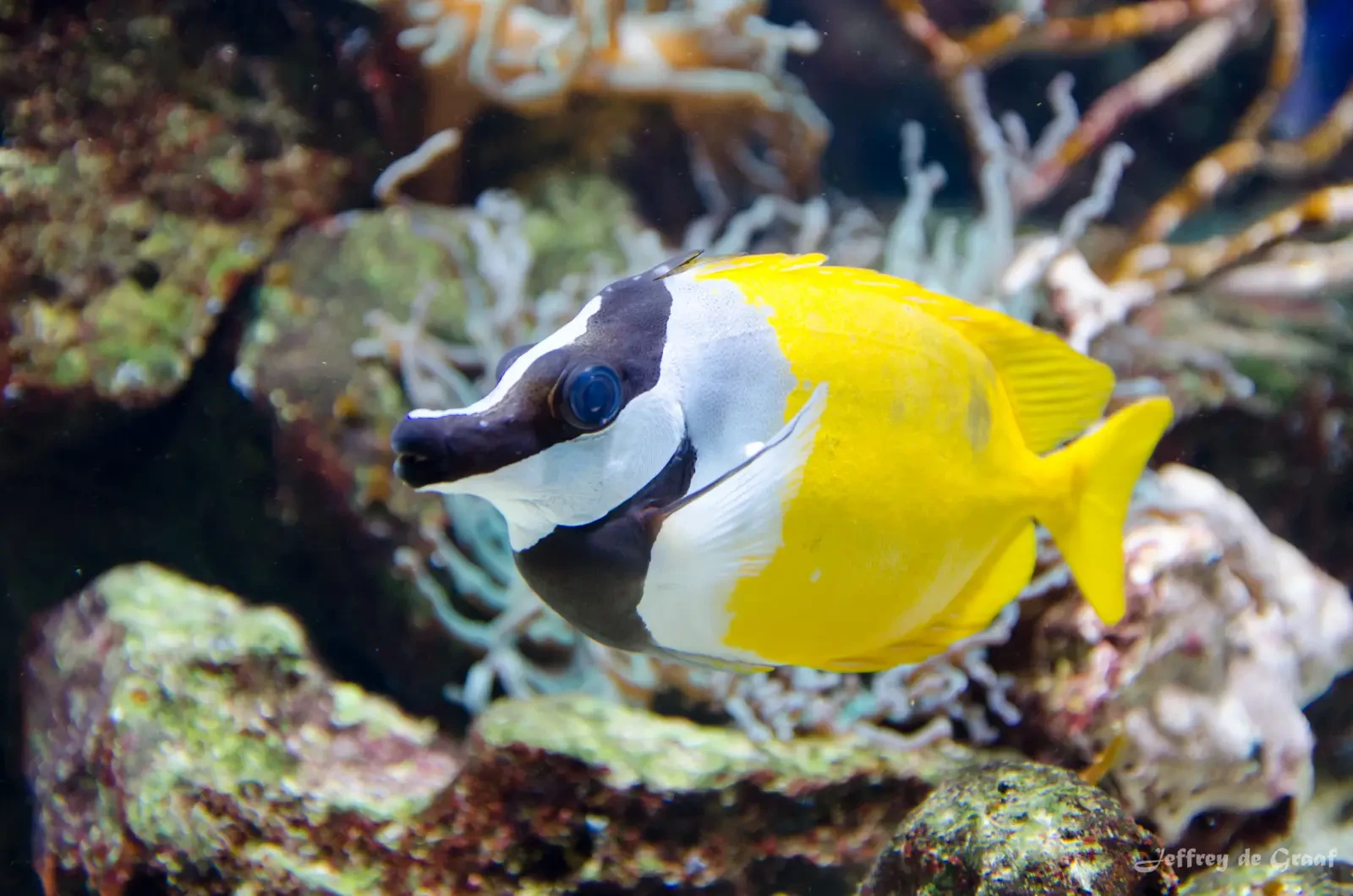 Foxface-Rabbitfish 04