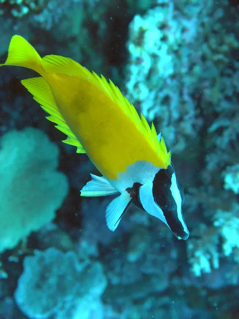 Foxface-Rabbitfish 05