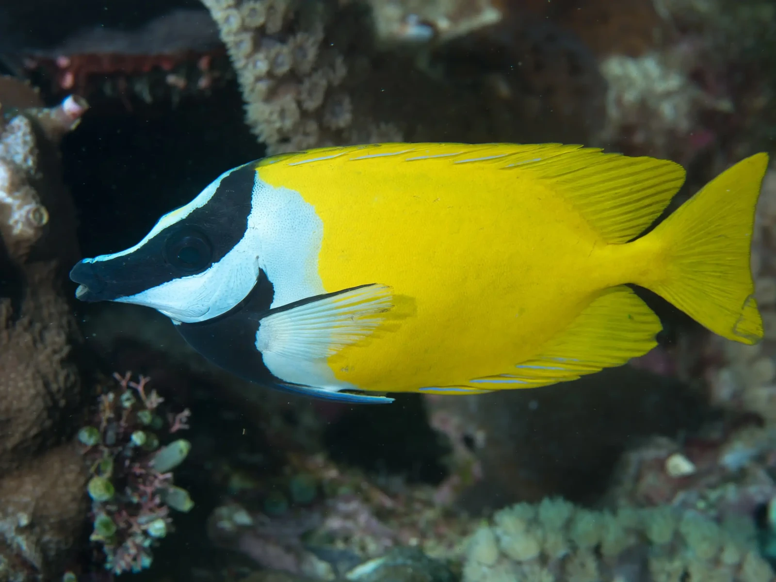 Foxface-Rabbitfish 06