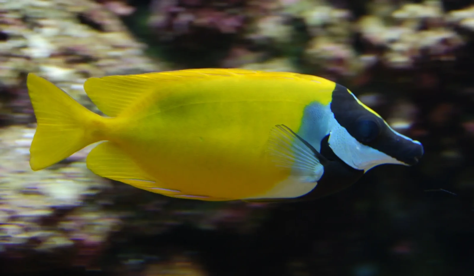 Foxface-Rabbitfish 07