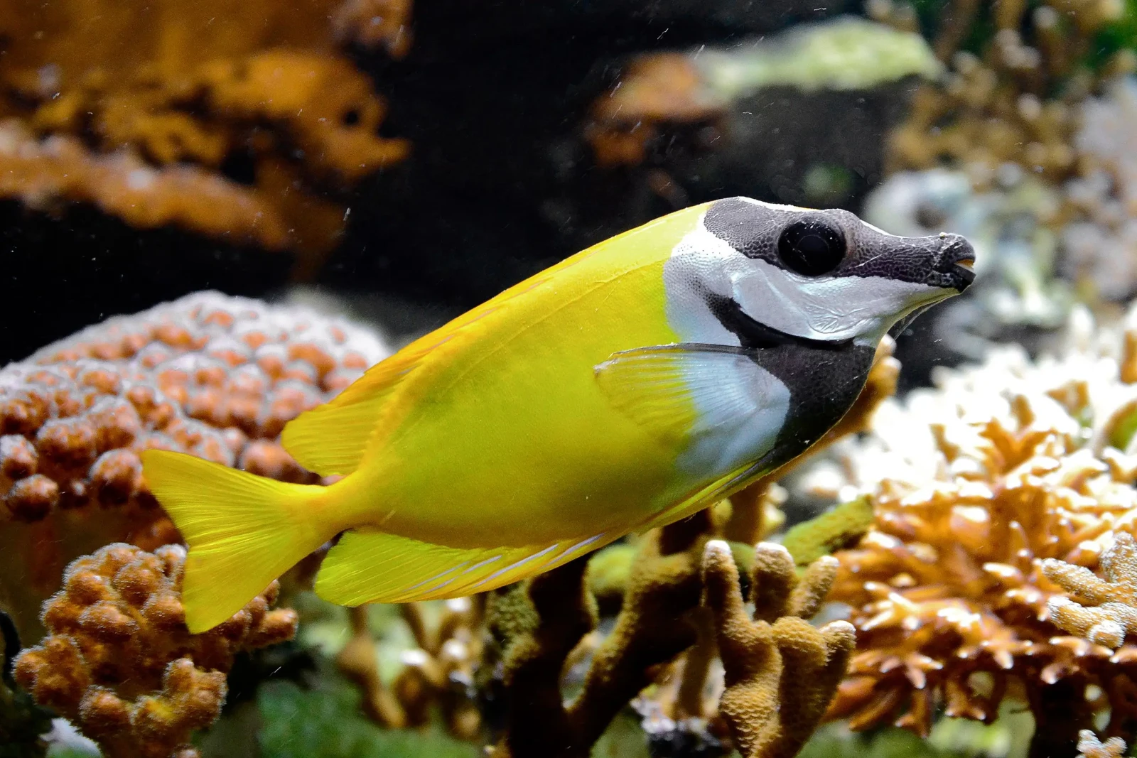 Foxface-Rabbitfish 08