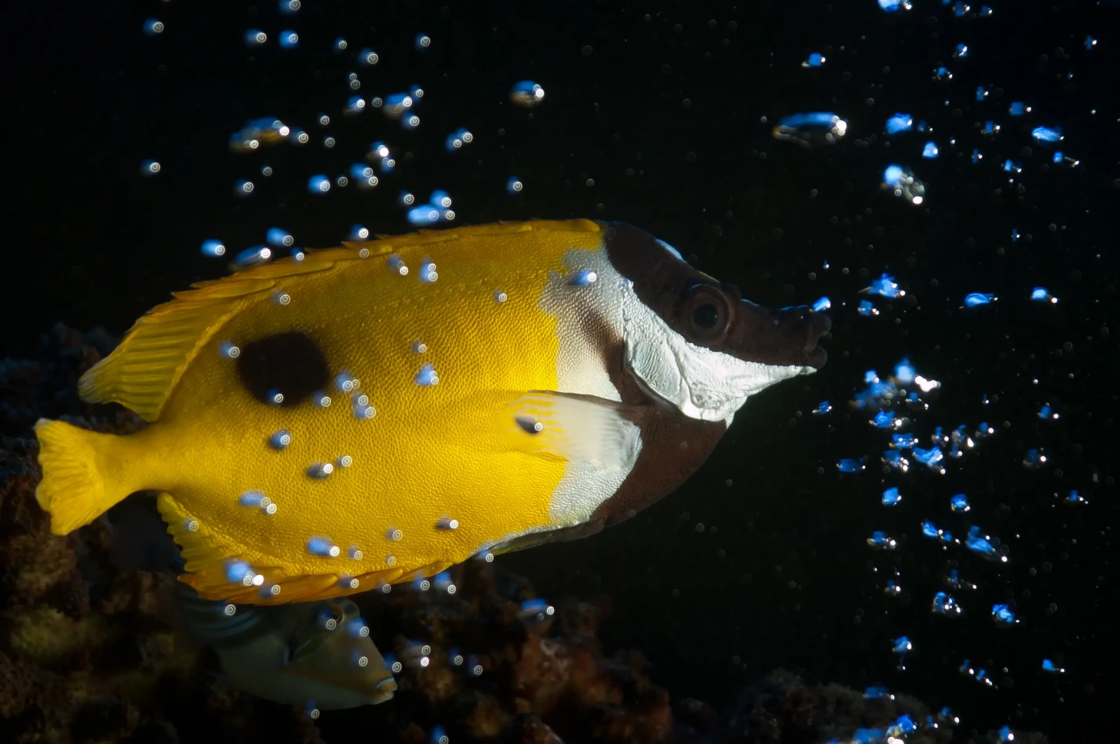 Foxface-Rabbitfish 09
