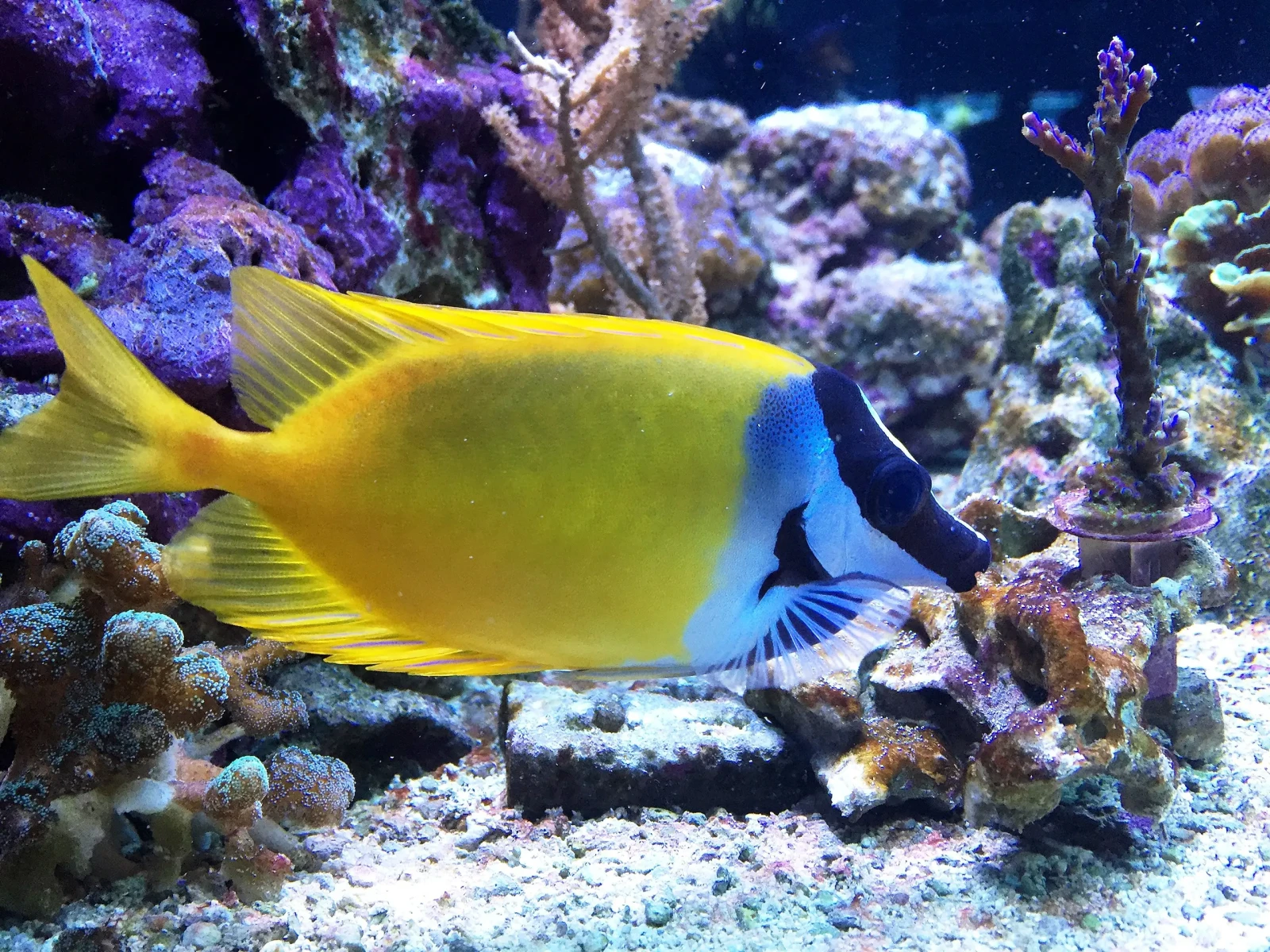 Foxface-Rabbitfish 10