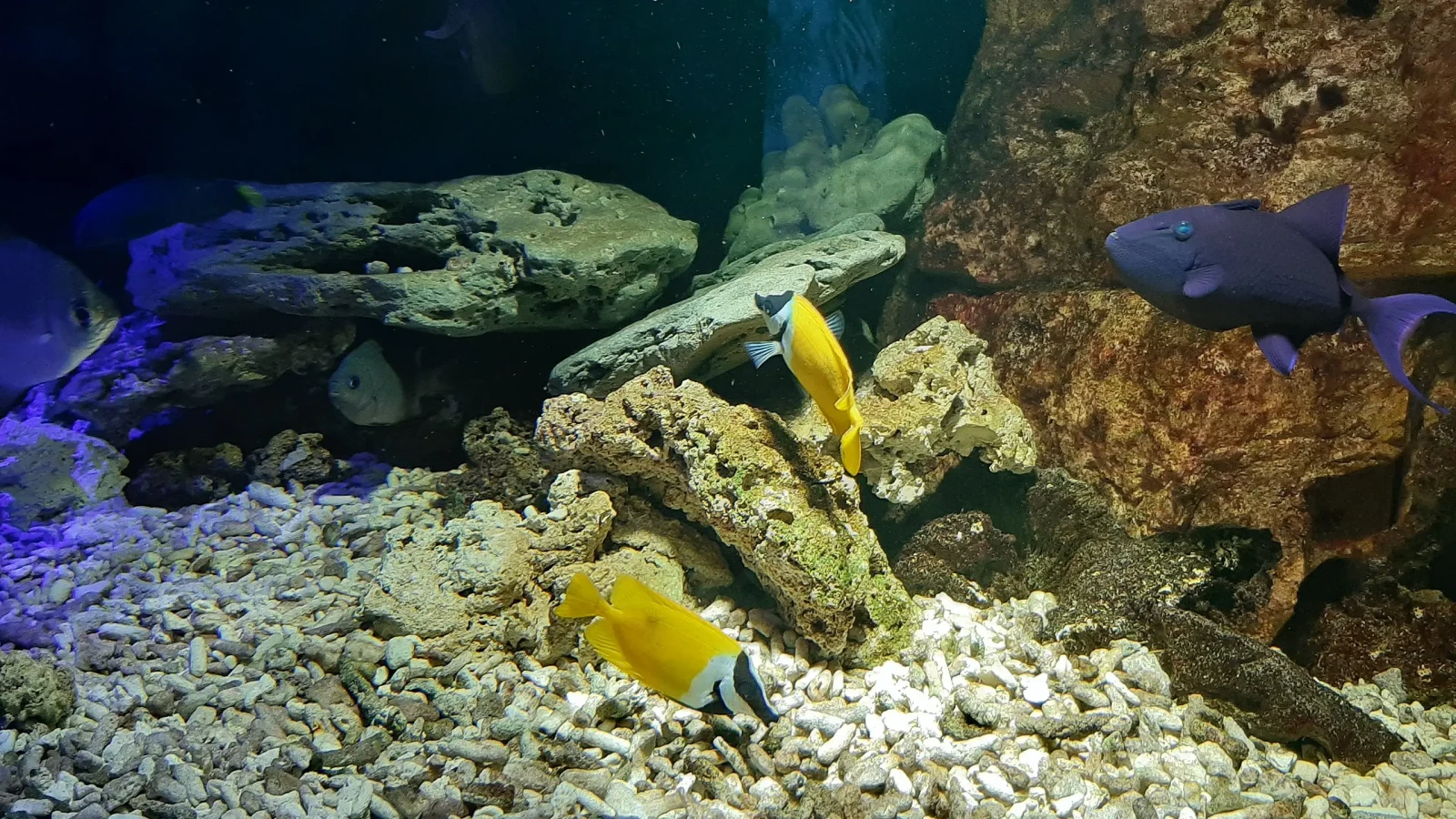 Foxface-Rabbitfish 11