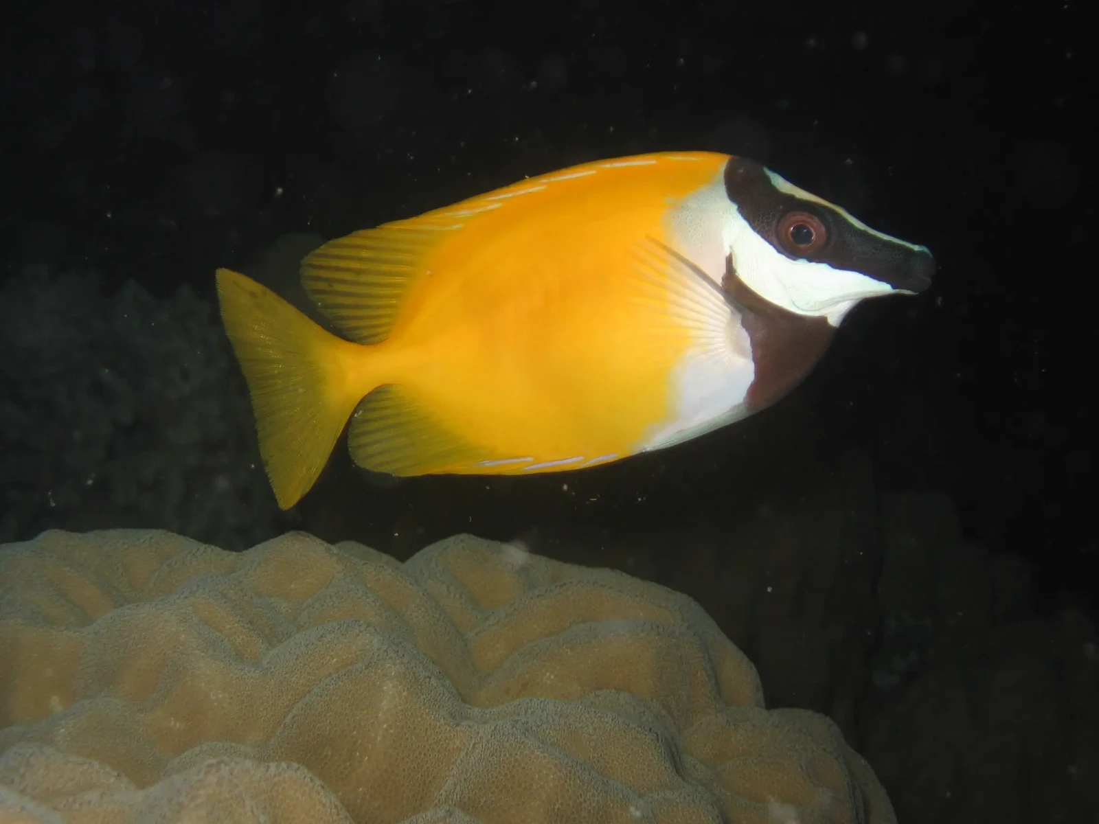 Foxface-Rabbitfish 12