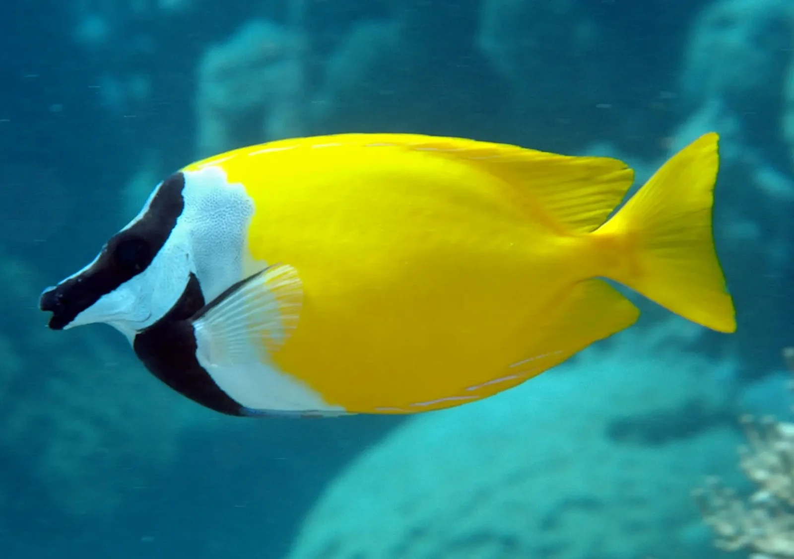 Foxface-Rabbitfish 13