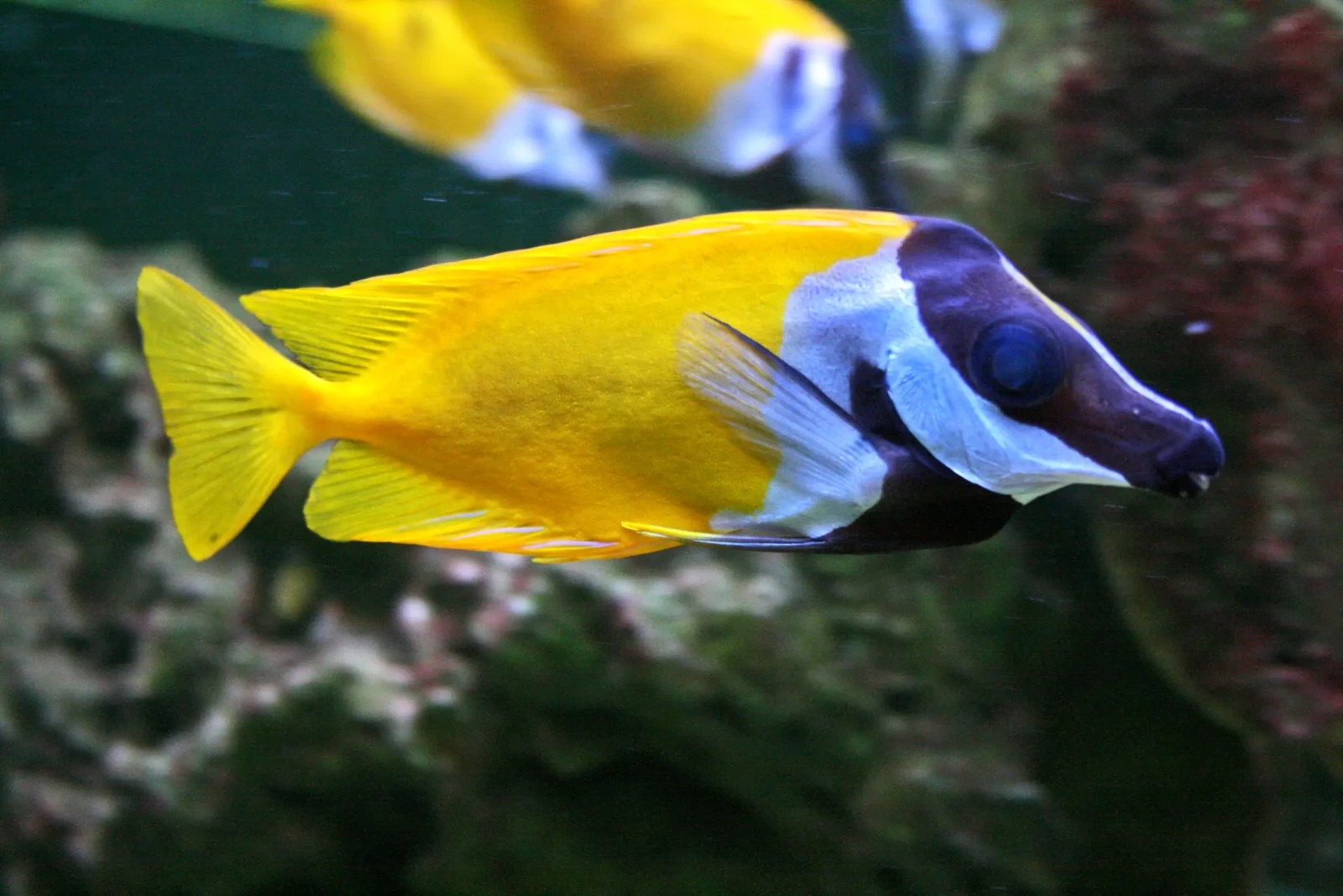Foxface-Rabbitfish 14