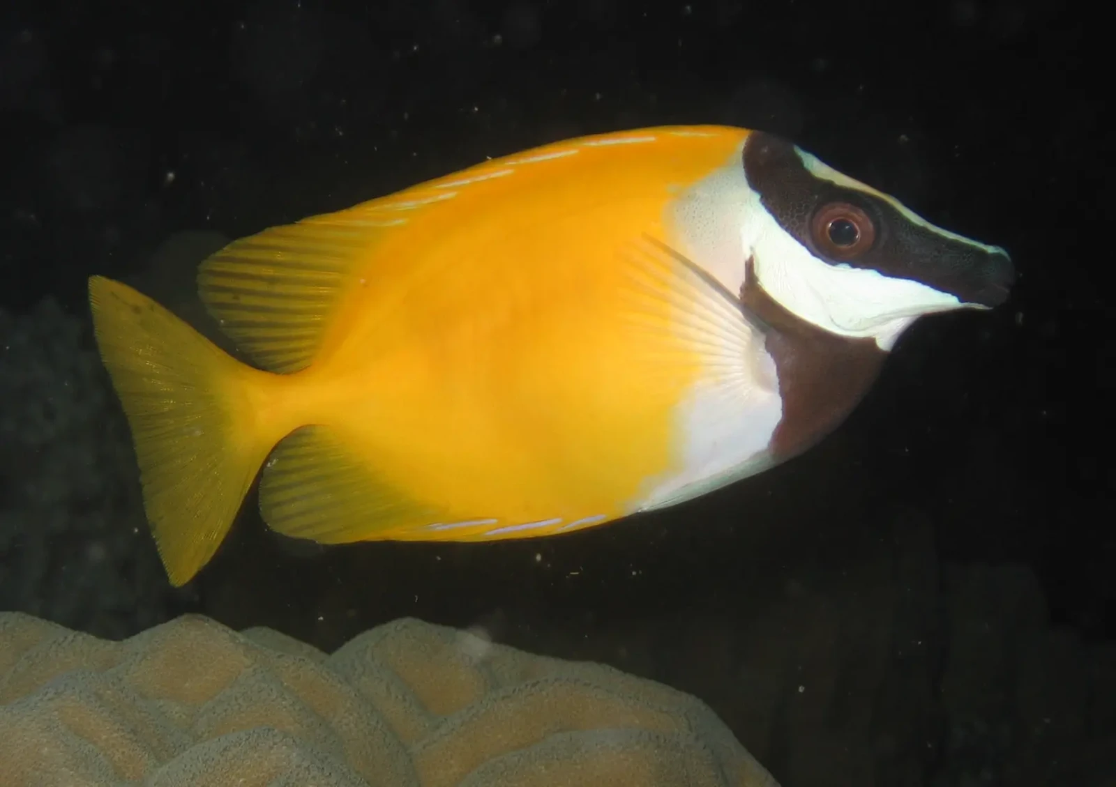 Foxface-Rabbitfish 15