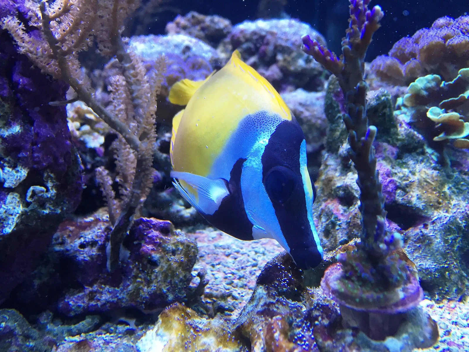 Foxface-Rabbitfish 16
