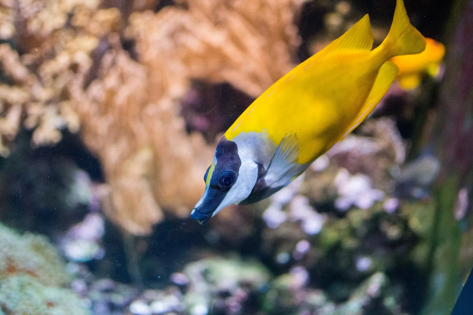 Foxface-Rabbitfish 17