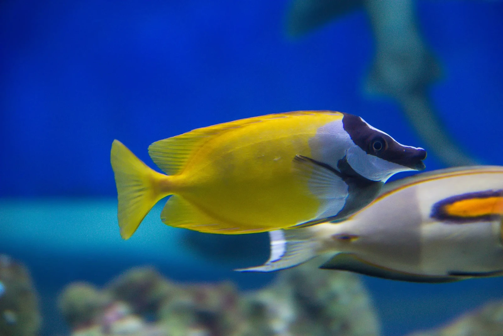 Foxface-Rabbitfish 18