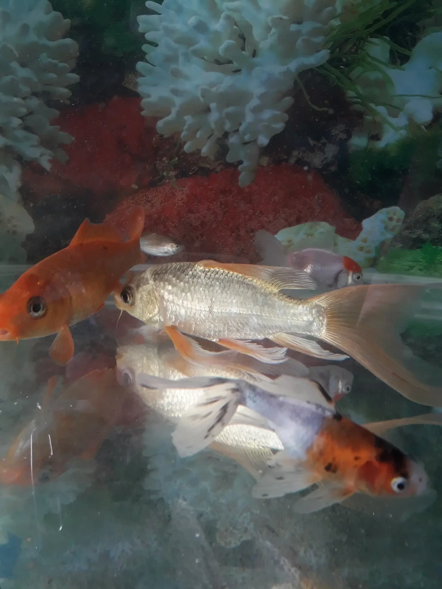 Goldfish 02