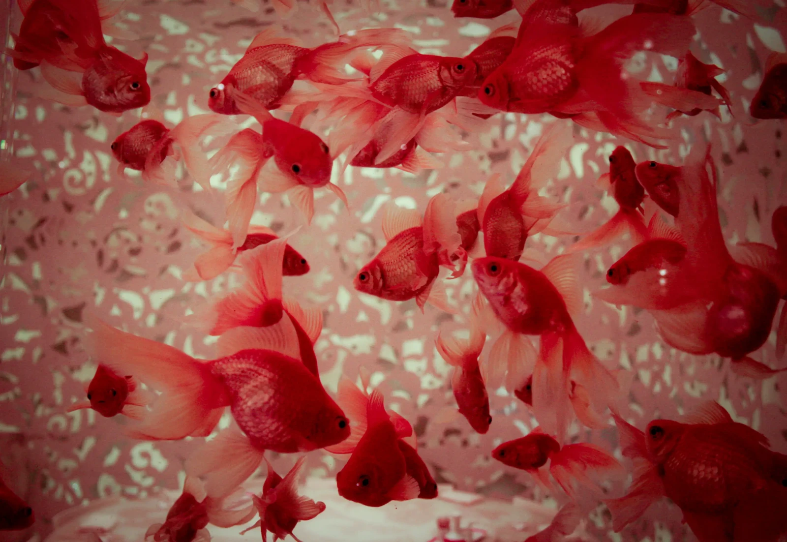 Goldfish 03