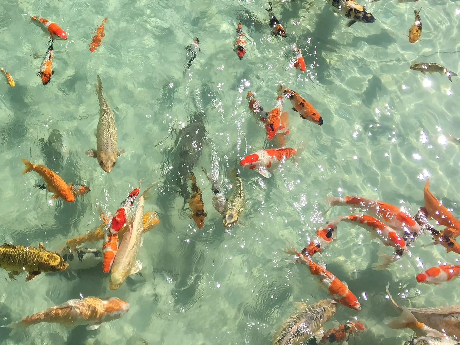 Goldfish 04